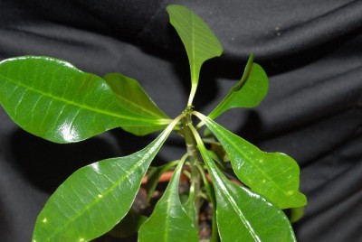 Euphorbia2012 011yy.jpg