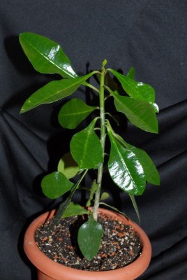Euphorbia2012 010yy.jpg