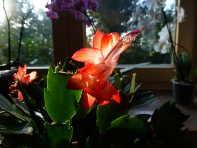 P1020771.JPG