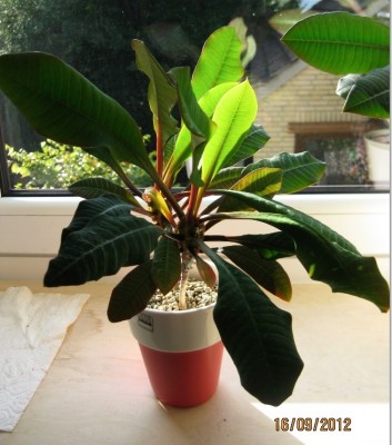 Euphorbia leuconeura.jpg
