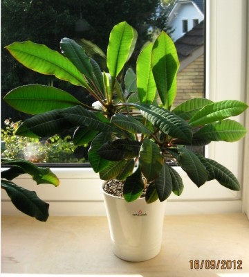 Euphorbia leuco.jpg