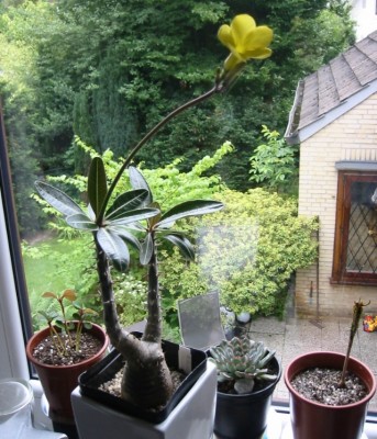 Euphorbia leuconeura Juni 2011.jpg