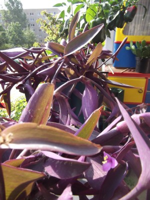 DSCF6313.JPG