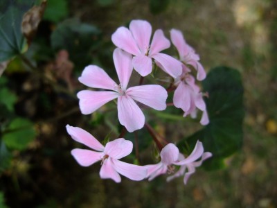 DSCF7593.JPG