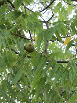 Juglans3.jpg