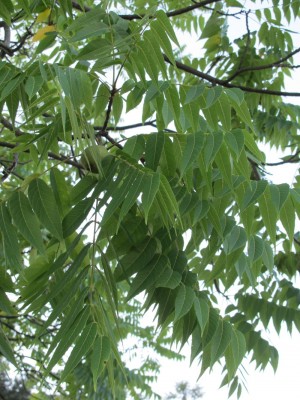 Juglans2.jpg