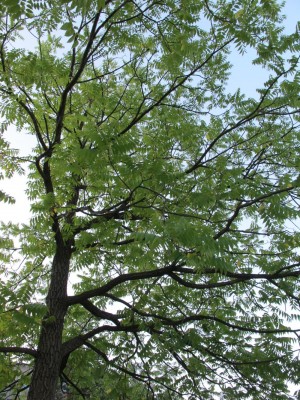 Juglans1.jpg
