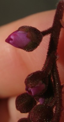 IMG_1076.JPG
