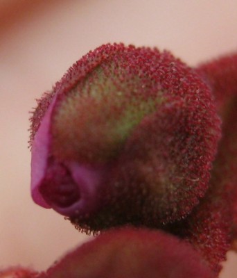 IMG_0962 - Kopie.JPG