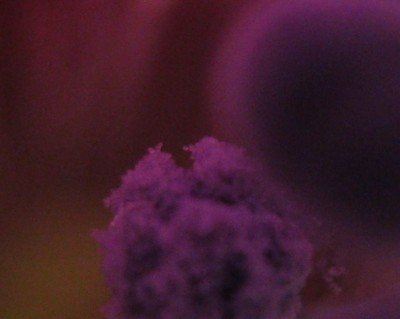 IMG_1115 - Kopie.JPG