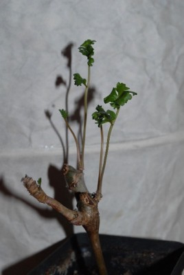 Pelargonium 026yy.jpg