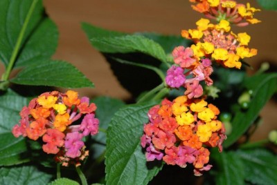 BoerseBoGa 008yy.jpg