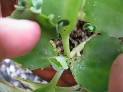 IMG_8443 (1728 x 1296).jpg