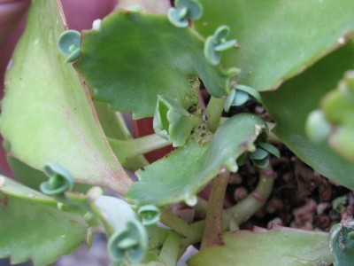 IMG_8442 (1728 x 1296).jpg