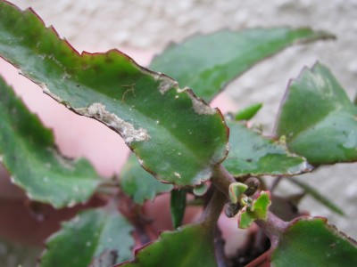 IMG_8439 (1728 x 1296).jpg