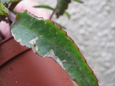 IMG_8436 (1728 x 1296).jpg