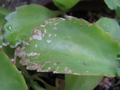 IMG_8435 (1728 x 1296).jpg