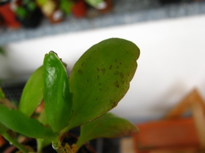 IMG_8454 (1728 x 1296).jpg