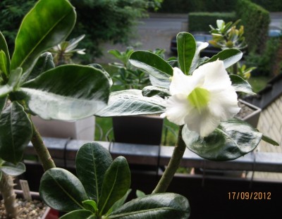 White Wave 17.09.2012.jpg