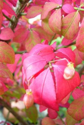Blatt.JPG