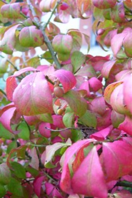 Frucht und Herbstfärbung.JPG