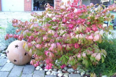 Euonymus alatus Compactus.JPG