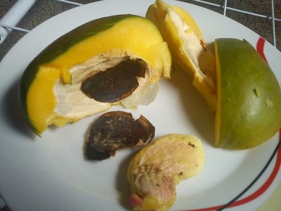 Mango 0ter Tag.jpg