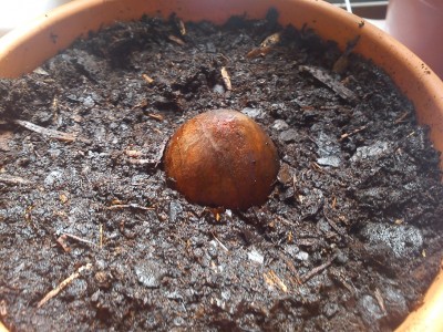 avo3.jpg