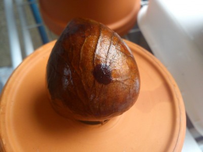 avo2.jpg