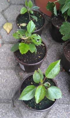hibiskus1.jpg