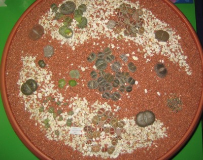 lebende Steine Lithops 090.jpg
