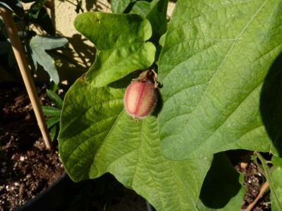 Frucht Passiflora rubra.jpg