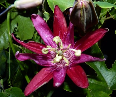 Passiflora Michael.jpg