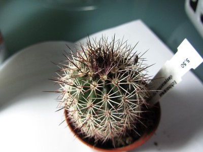 EchinocereusDasyacanthus2_.JPG