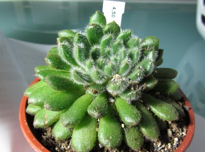 EcheveriaSetosa1_.JPG