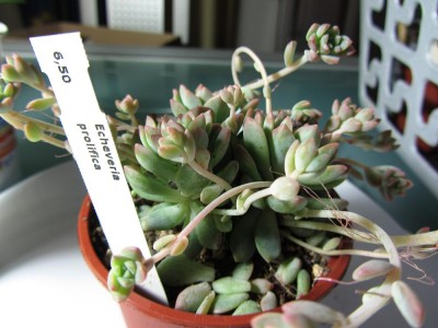 EcheveriaProlifica3_.JPG