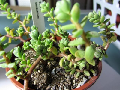 SedumOaxacanum1_.JPG