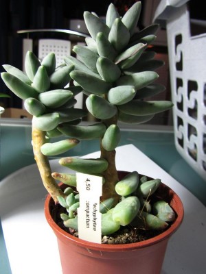 PachyphytumCompactum1_.JPG