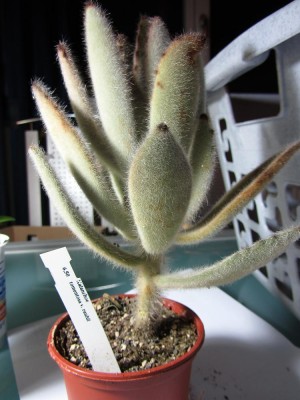 KalanchoeTomentosaVRauhii2_.JPG
