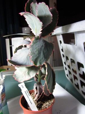 KalanchoeFedtschenkoiFVariegata2_.JPG