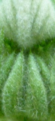 043 - Kopie (480x640).jpg