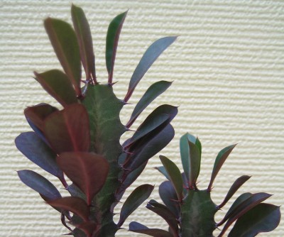 Euphorbia-trigona-rubra.jpg