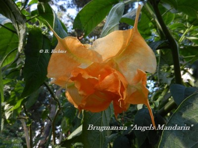 Angels Madarin 2012.jpg