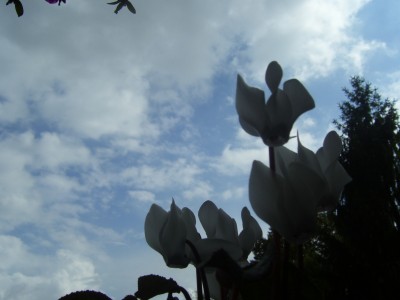 schööön 011.jpg