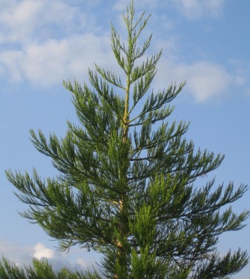 Green 6 326.jpg