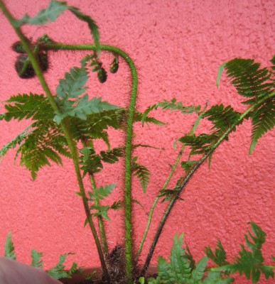 Cyathea-cooperi.jpg