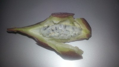 caps.van.cream offen.jpg