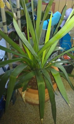 IMAG0353.jpg