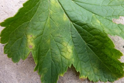 Johannisbeerstrauch (3).JPG