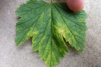 Johannisbeerstrauch (2).JPG